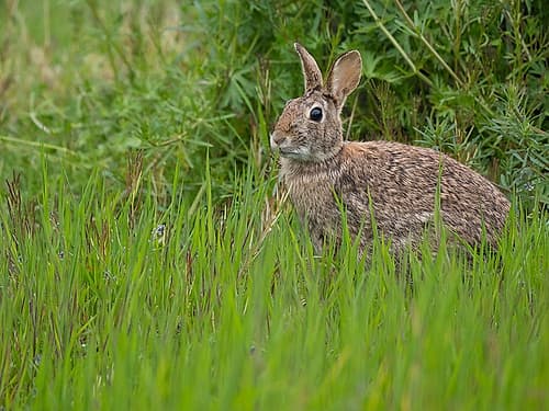 Washington State, Juanita Bay Park. Eastern cottontail rabbit sitting in tall green grass Art Print
